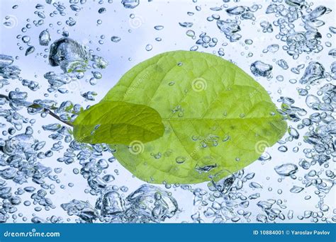 Leaf And Bubbles Stock Image Image Of Perfection Purity 10884001