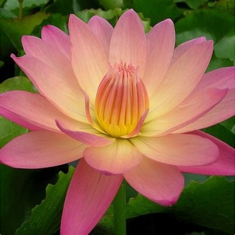 We did not find results for: AFTERGLOW - TROPICAL WATER LILY PREMIUM $59.95 - Living Ponds
