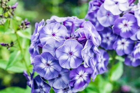 20 Of The Most Fragrant Purple Flowers Petal Republic