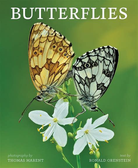 Bug Eric Butterflies A Great T Book But