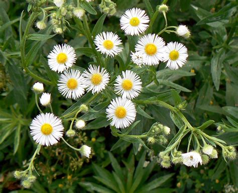 Daisy Bellis Perennis Flower Pictures Specs