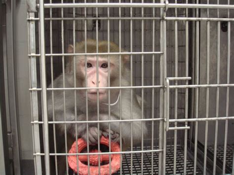 The Truth About Monkeys Used In Experiments Animals Used For