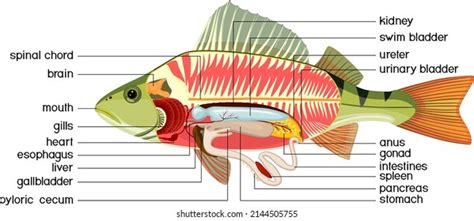 271 Internal Fish Anatomy Images Stock Photos And Vectors Shutterstock