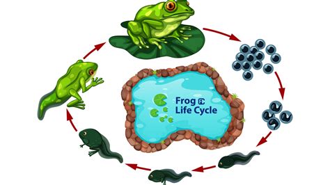 Metamorphosis Of A Frog Fllcasts