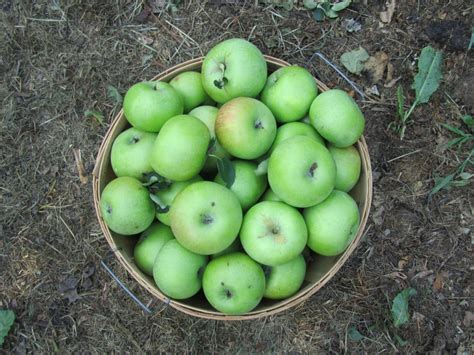 Free Images Apple Fruit Food Green Harvest Produce Autumn