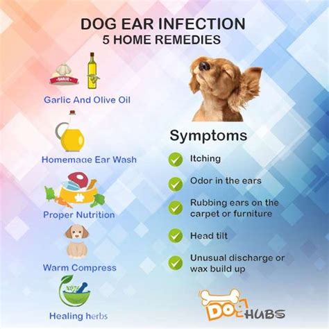 These 5 Home Remedies For Dog Ear Infections Will Help You On The Front