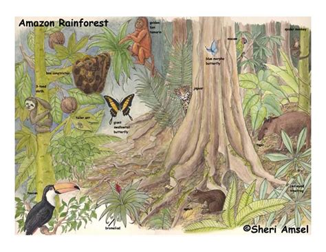 Ecosystem Animals Tropical Rainforest Endangered Animals In The