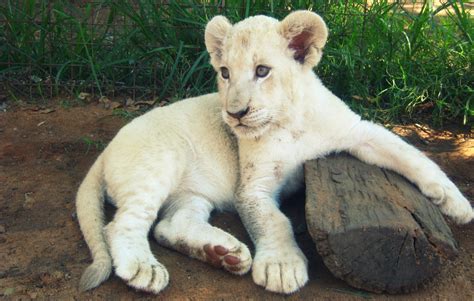 Cute White Lion Cub Jpeg Wallpapers Driverlayer Search Engine