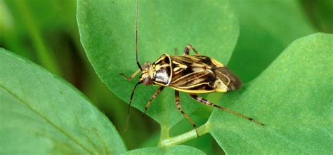 Plant Bug Pest Identification For Vegetable Gardens