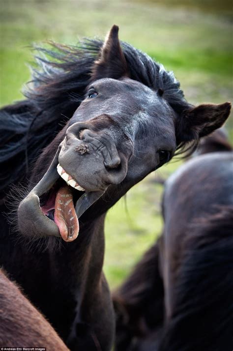 Andreas Ettl Caught A Loopy Horse Posing For The Camera With Its Tongue