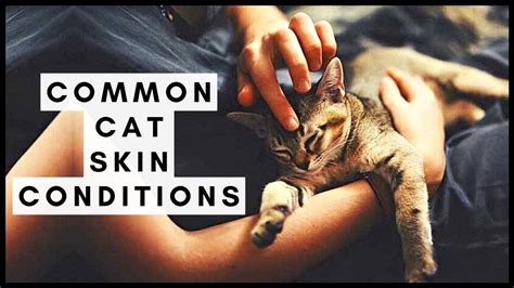 Common Cat Skin Conditions Youtube