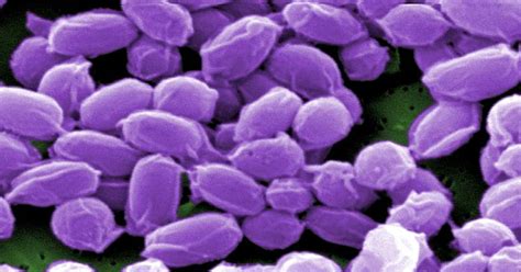 Army Lab Lacked Effective Anthrax Killing Procedures For 10 Years