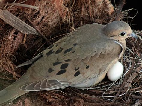 Do Mourning Doves Mate For Life Complete Guide Birdfact
