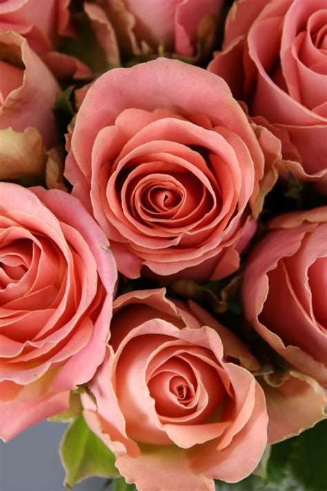 They are called the extended color keywords, the x11 colors, or the svg colors. HERMOSA ️ Rosa Ecuatoriana de color rosado intenso