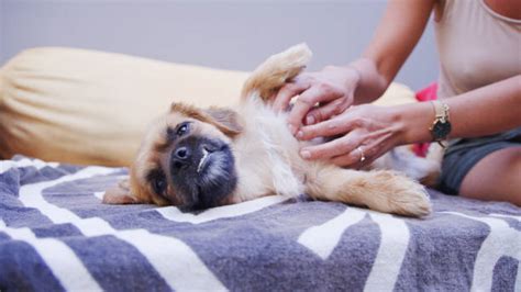 Do Dogs Like Belly Scratches