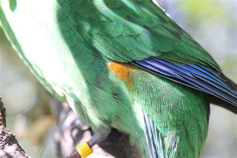Orange Fronted Parakeet Kākāriki Karaka New Zealand Birds Online