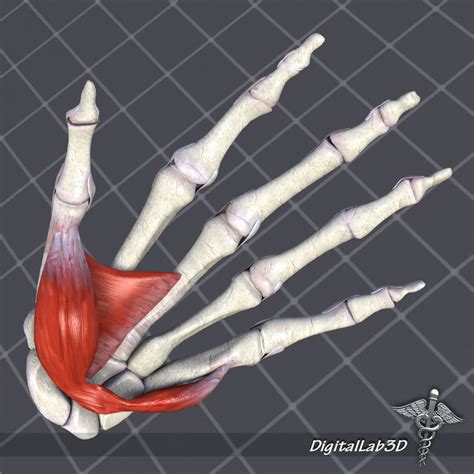 Human Hand Bone And Muscle Structure 3d Model Cgtrader