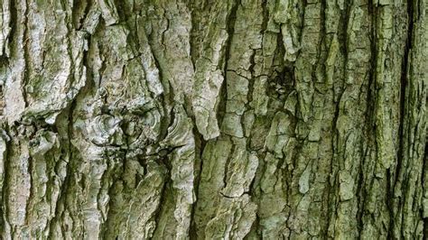Wych Elm Ulmus Glabra British Trees Woodland Trust