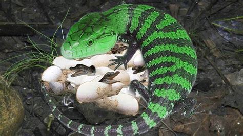 Mother Northern Blue Tongue Skink Laying Eggs And Protect Her Baby