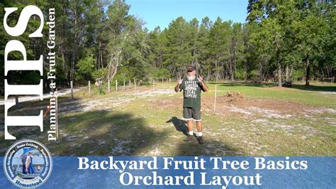 Backyard Fruit Tree Basics Orchard Layout Youtube