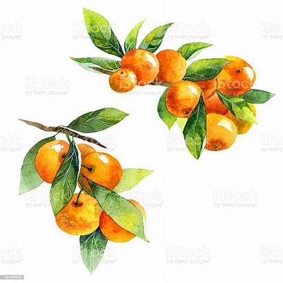 Fruit Watercolor Tangerine Branch Painting Fruits Orange