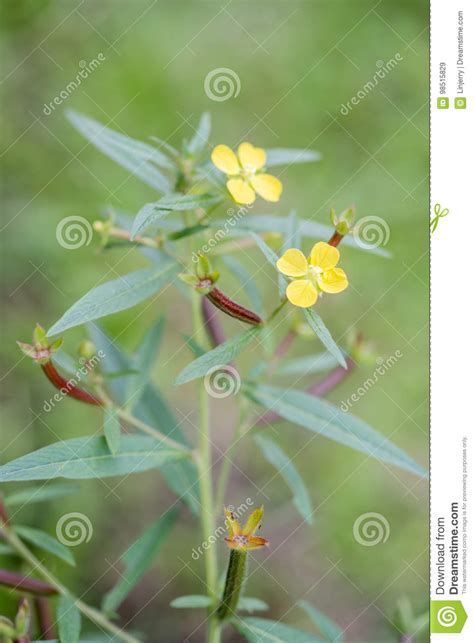 Close Up Of Ludwigia Peruviana Stock Image Image Of Plant Garden