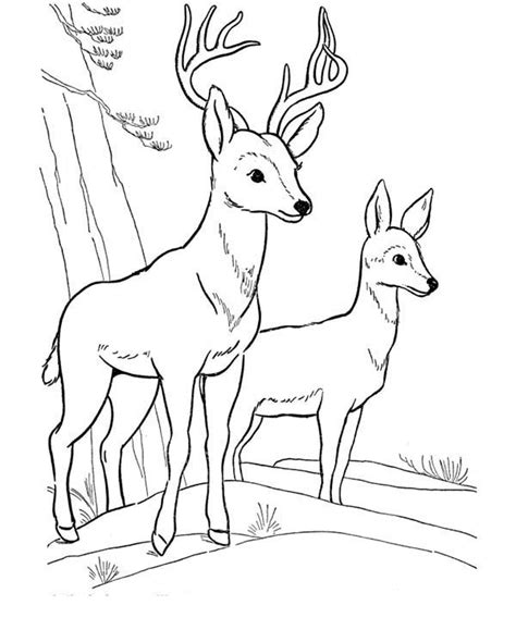 Hier kun je er een downloaden, printen en zelf inkleuren. Deer Fawn Picture Coloring Page : Coloring Sun