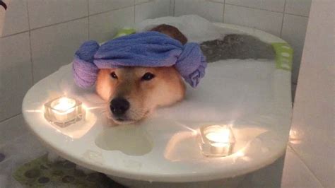 Dog Relaxing In Bubble Bath Bubble Bath Bubbles Dogs