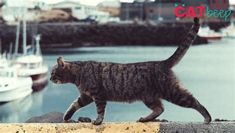 Although it might be shocking for us, if. Can Cats Find Their Way Home if Lost? - Cat Beep