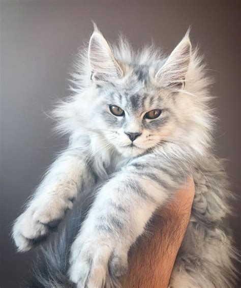 It's often the largest animals that make the cutest babies and maine coons are the perfect example of this. Anna Und Die Haustiere Katzen Main Coon