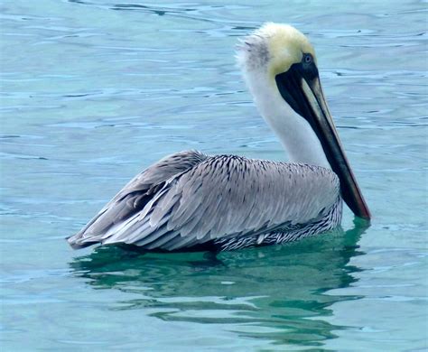 Brown Pelican Janice Beck Naturetrek Wildlife Holidays Flickr