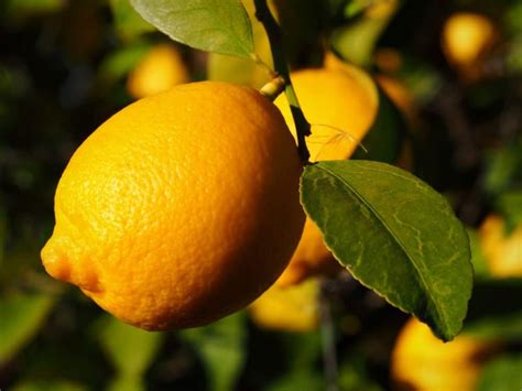 25 different types of lemons plus important facts lemons fruit garden citrus trees