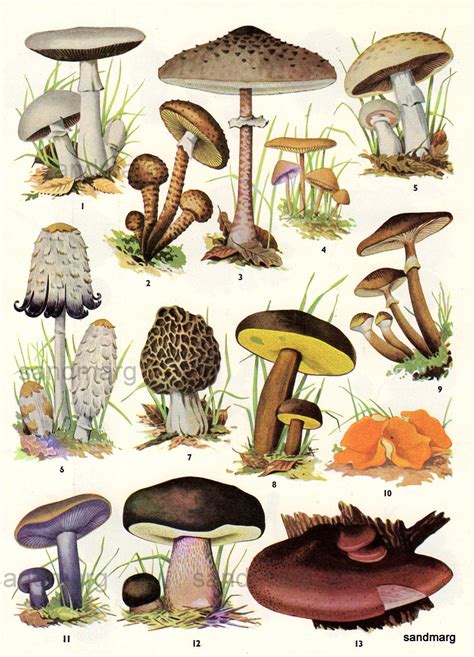 Sandmarg Chart Of Edible Mushrooms