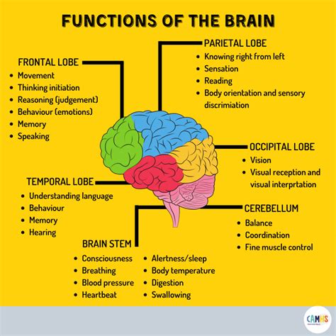 10 Parts Of The Brain
