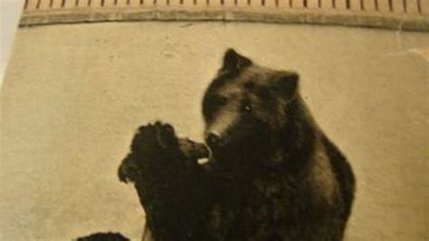 Dead Black Bear Cub Found In New York S Central Park Bbc News