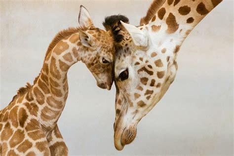 25 Amazing Pictures Of Wild Animals And Their Babies