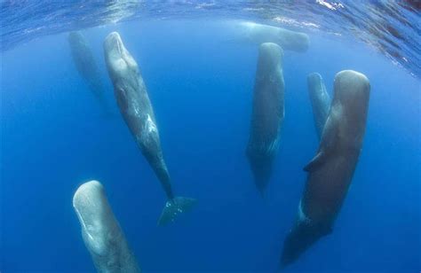 Rare Footage Captures Sperm Whales Sleeping Vertically Twistedsifter