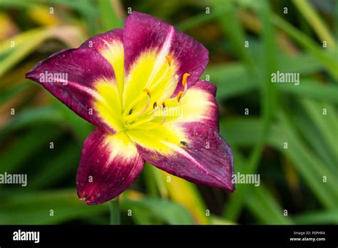 Single Flower Of The Repeat Blooming Daylily Hemerocallis Night