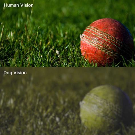 Do Dogs See Like Us Dog Vision Compared To Humans Fromtbot