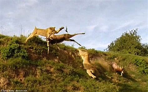 Its The Lion Of Long Leap Amazing Moment Predator Catches An Antelope