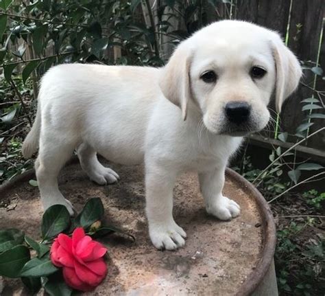 Browse thru our id verified puppy for sale listings to find your perfect puppy in your area. Labrador Retriever Puppies For Sale | Las Vegas, NV #271498