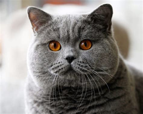 11 Shocking Facts About Chartreux Cat Breeders Melbourne Chartreux