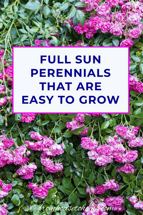 16 Full Sun Perennials Low Maintenance Plants That Thrive In Sun