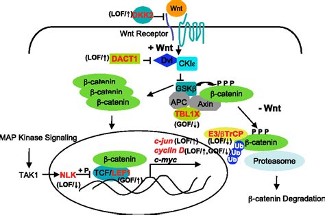 An Integrated Genome Screen Identifies The Wnt Signaling Pathway As A Major Target Of Wt1 Pnas
