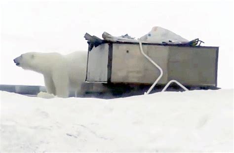 State Of Emergency Is Declared After More Than 50 Polar Bears Invade