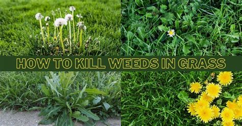 How To Kill Weeds In Lawn Without Killing Grass In Best Way Lawn
