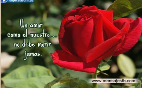 Imagenes De Rosas Con Frases De Amor Rosas Hermosas Con Frases