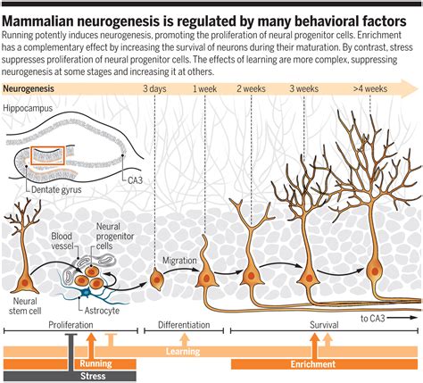 Adult Neurogenesis In Mammals Science