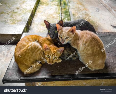 Group Of Cute Homeless Kittens Stock Photo 431651338 Shutterstock