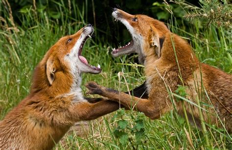 Fighting Foxes By Sean Cameron Redbubble